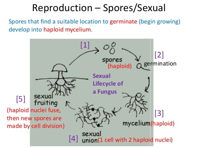 sexual spores mushrooms With held orgasm